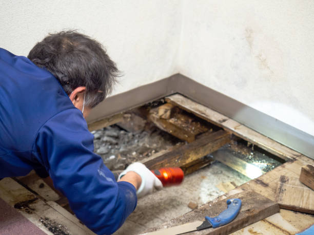 Best Mold Remediation  in West Point, GA