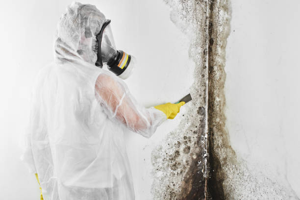 Best Black Mold Removal  in West Point, GA