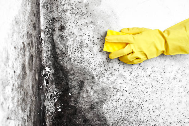 Crawl Space Mold Removal in West Point, GA