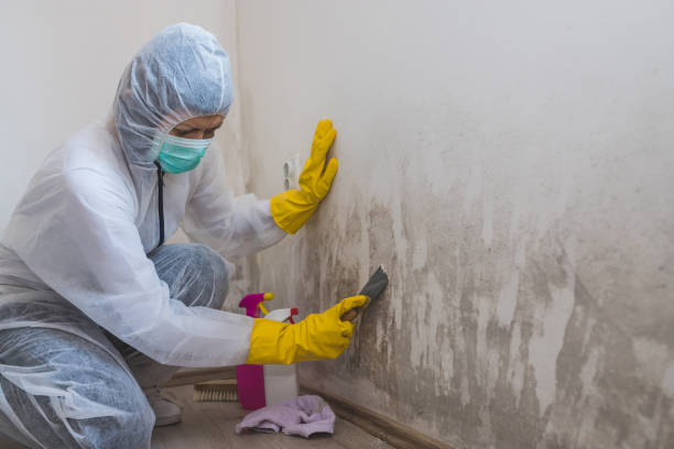Best Mold Damage Repair  in West Point, GA