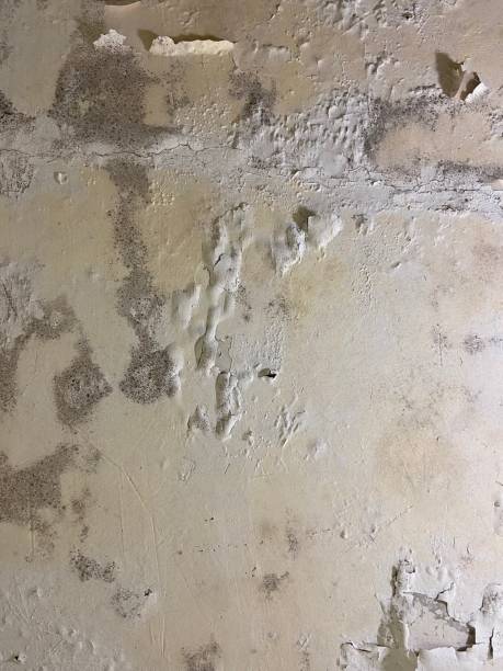 Best Same-Day Mold Removal  in West Point, GA