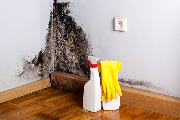 Best Mold Removal Process  in West Point, GA