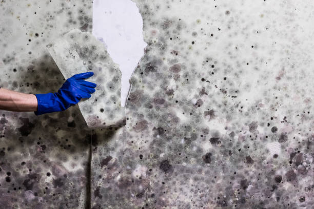 Mold Removal Process in West Point, GA