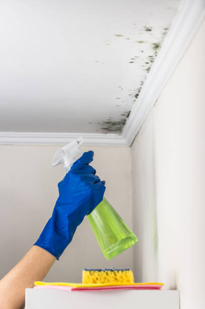 Professional Mold Removal in West Point, GA