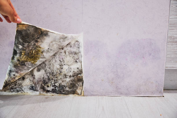 Best Residential Mold Removal  in West Point, GA